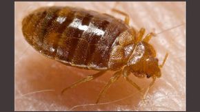 Premiere Pest Patrol are equipped to treat adult bedbugs