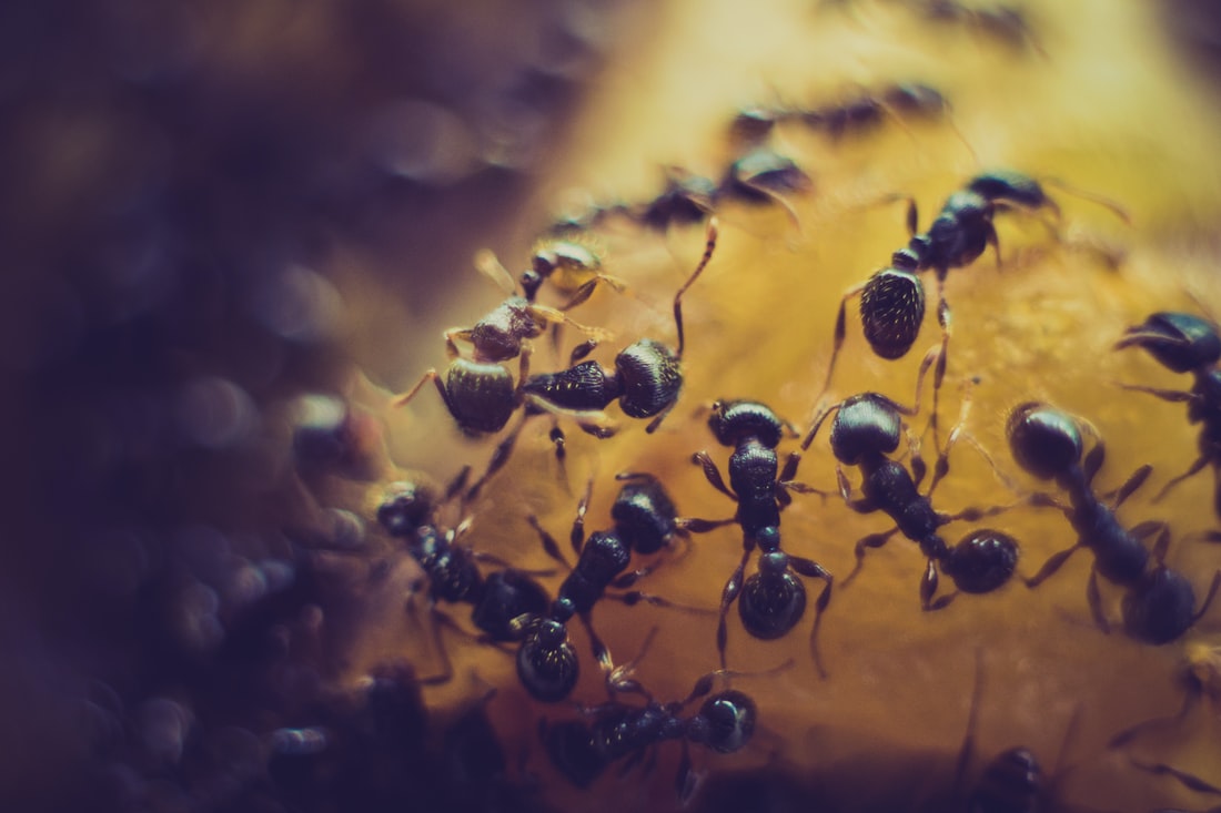 Premiere Pest Patrol in Edmonton can help you address Ant infestations Premiere Pest Patrol in Edmonton can help you address Ant infestations