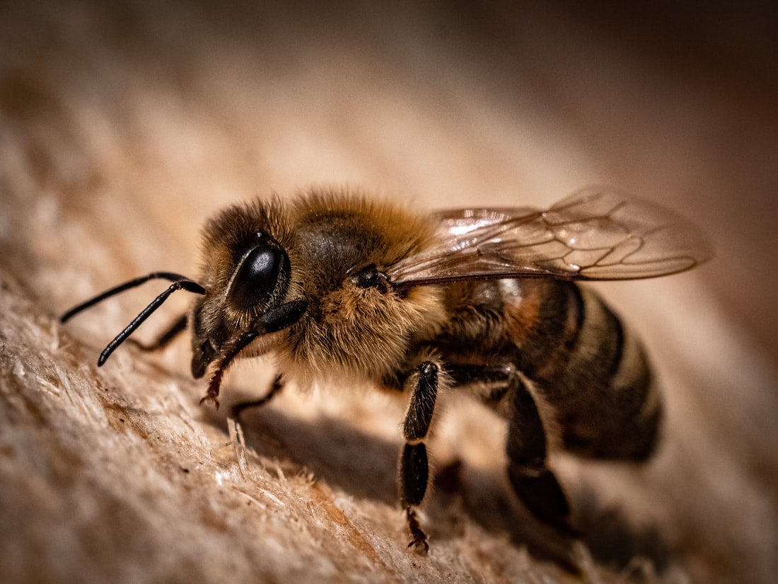 Premiere Pest Patrol in Edmonton can help you address Bee infestations Premiere Pest Patrol in Edmonton can help you address Bee infestations