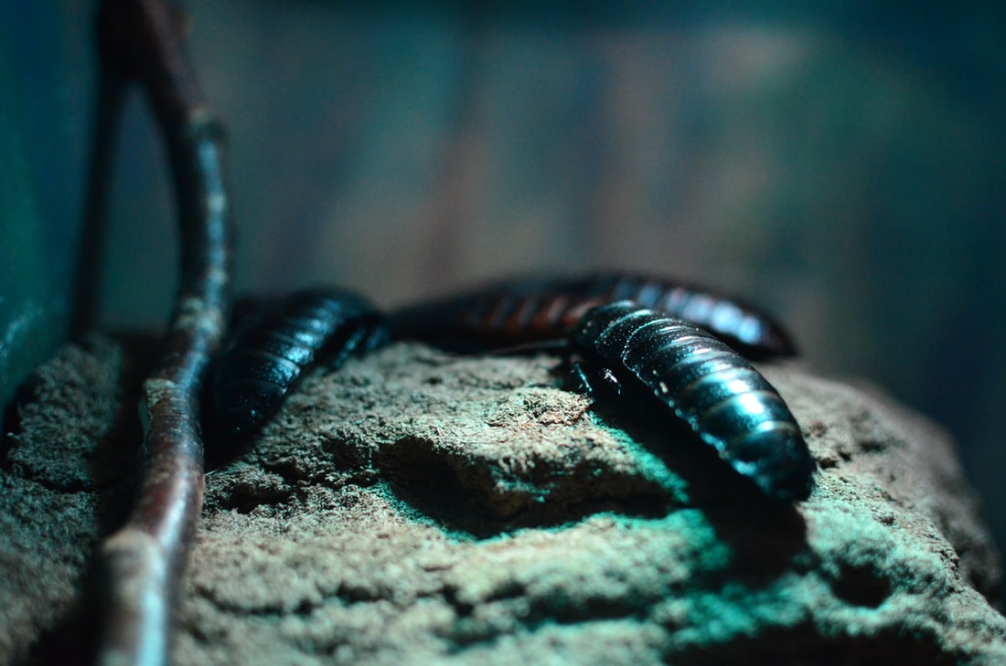 Premiere Pest Patrol in Edmonton can help you address Cockroach infestations Premiere Pest Patrol in Edmonton can help you address Cockroach infestations