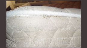 Premiere Pest Patrol can spot the signs of bedbug infestations such as fecal spots on mattresses and eliminate the infestation