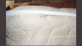 Premiere Pest Patrol can spot the signs of bedbug infestations such as fecal spots on mattresses and eliminate the infestation Premiere Pest Patrol can spot the signs of bedbug infestations such as fecal spots on mattresses and eliminate the infestation