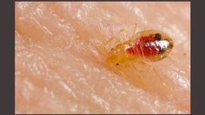 Premiere Pest Patrol are equipped to treat adult bedbugs and nymphs Premiere Pest Patrol are equipped to treat adult bedbugs and nymphs