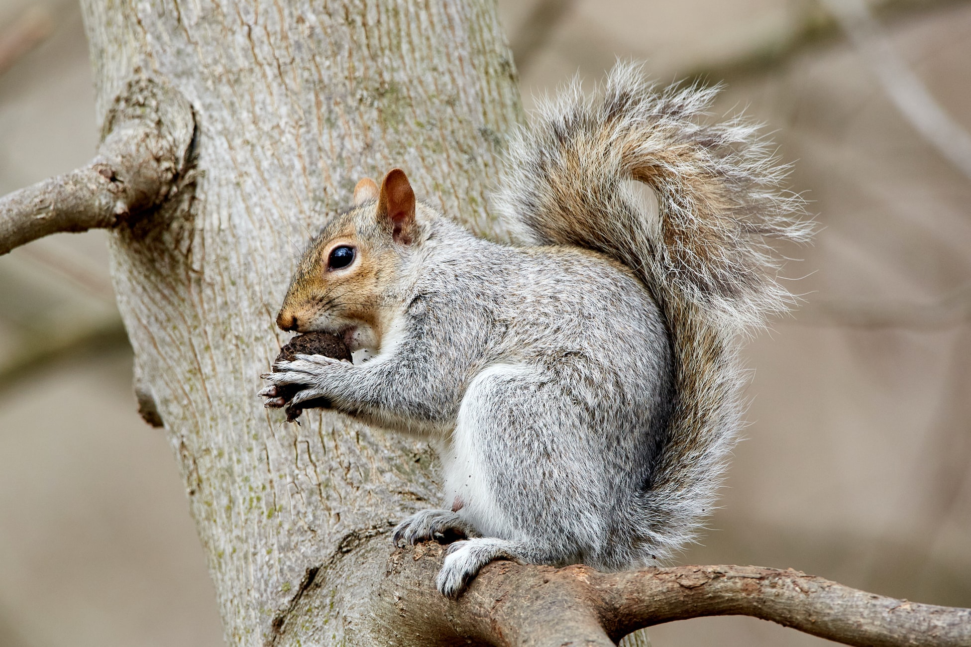 Premiere Pest Patrol in Edmonton can help you address Squirrel infestations Premiere Pest Patrol in Edmonton can help you address Squirrel infestations